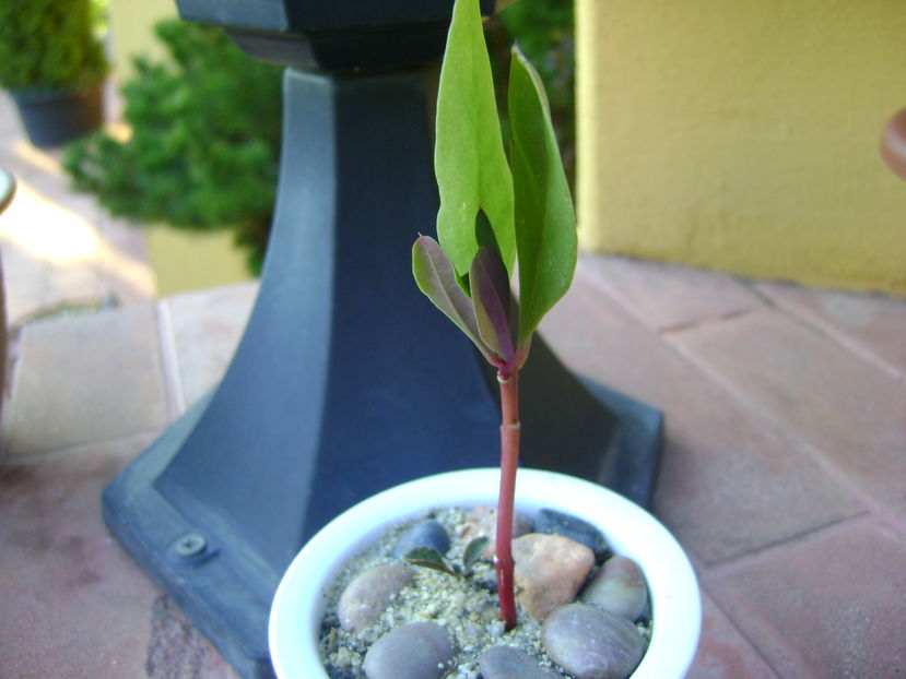 Talinum paniculatum; planta care face gimnastica
