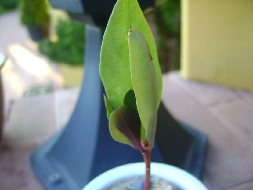 Talinum paniculatum; planta care face gimnastica
