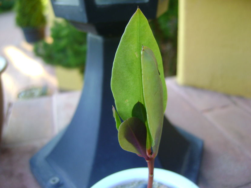 Talinum paniculatum; planta care face gimnastica

