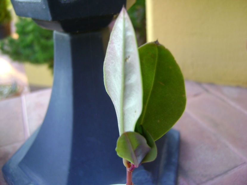 Talinum paniculatum; planta care face gimnastica
