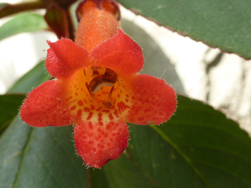 Kohleria_eriantha_'Wooly-flowered_tree_gloxinia'_(Gesneriaceae)_flower_1 - K-Eriantha