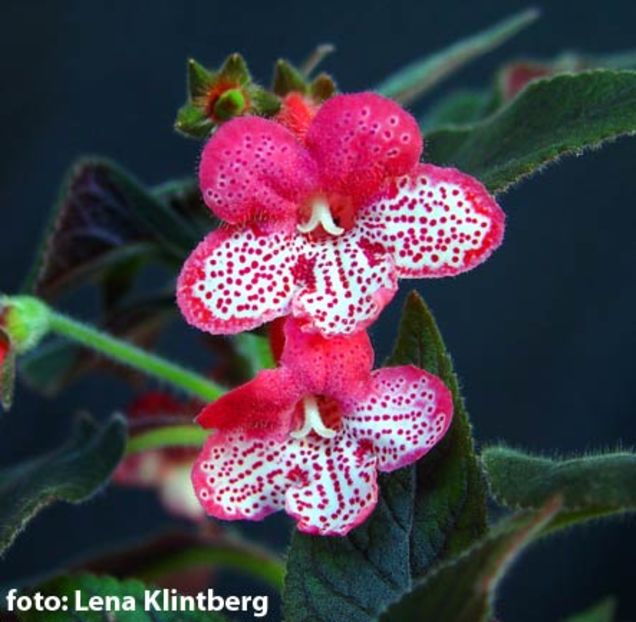 Kohleria_Queen_Victoria