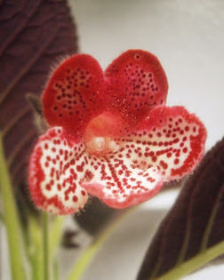 plant-random-event-Kohleria-Queen-Victoria