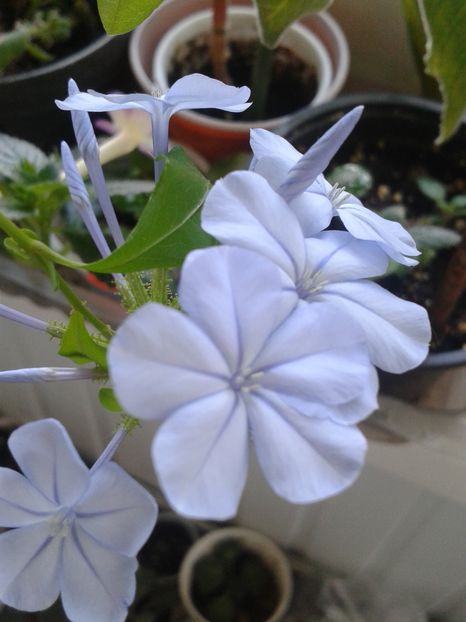 Plumbago - TOAMNA  IN BALCONUL MEU