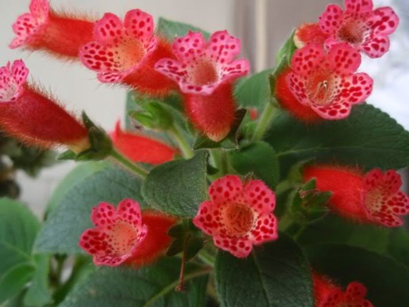 Kohleria-MDS03Dec2008-C