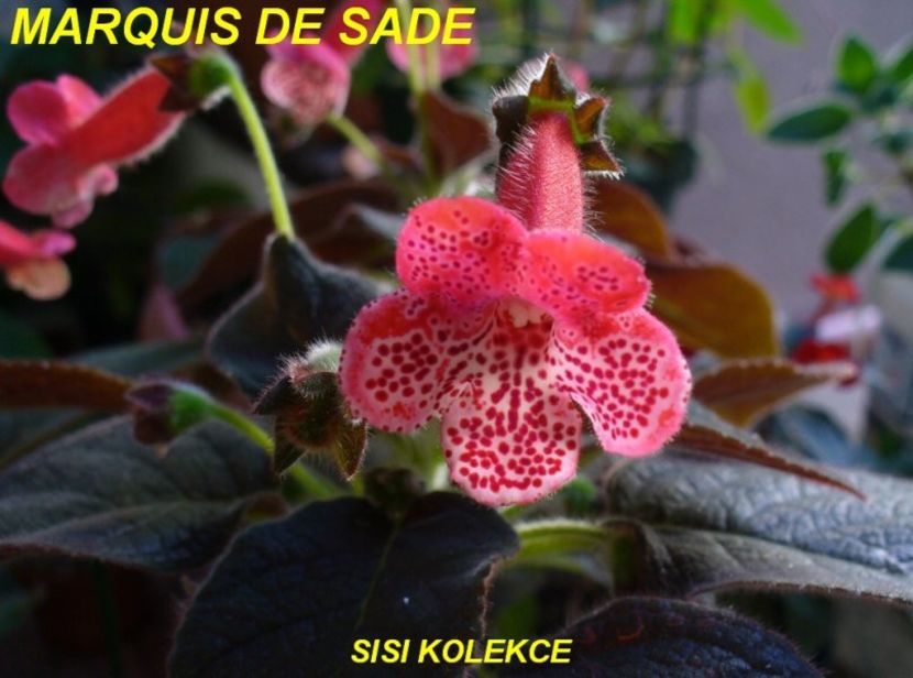 KOHLERIA_MARQUIS_DE_SADE - K-Marquis de Sade