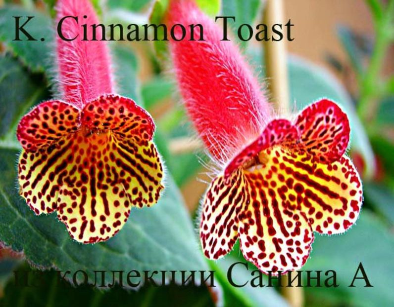 834-1137-84087 - K-Cinnamon Toast