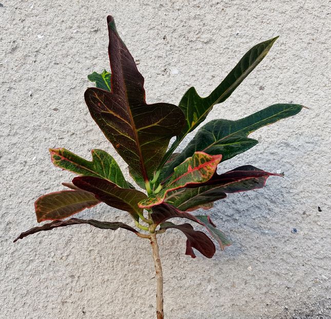 Croton - x Plante fara flori