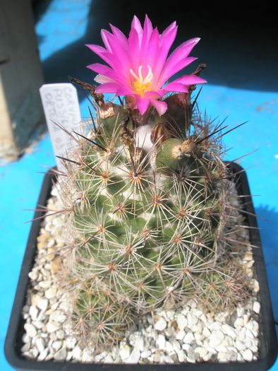 Coryphantha pusilliflora - 12.08