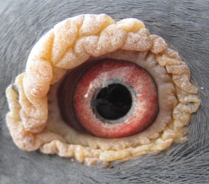 RRP-RO-0007021-2013-M-ochi