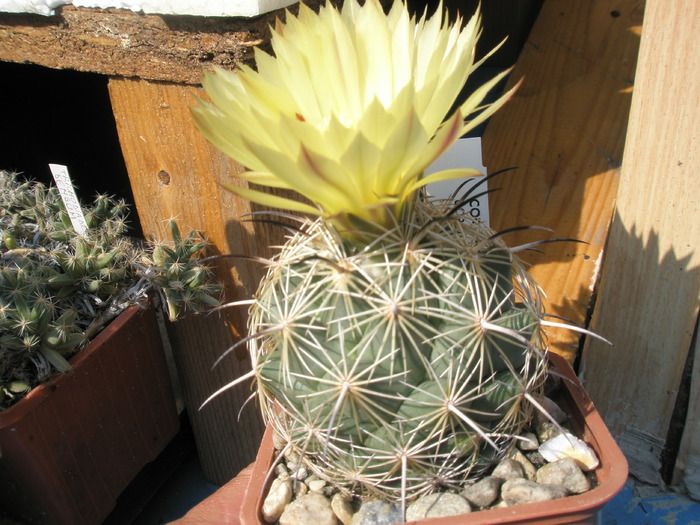 Coryphantha cornifera - 15.08