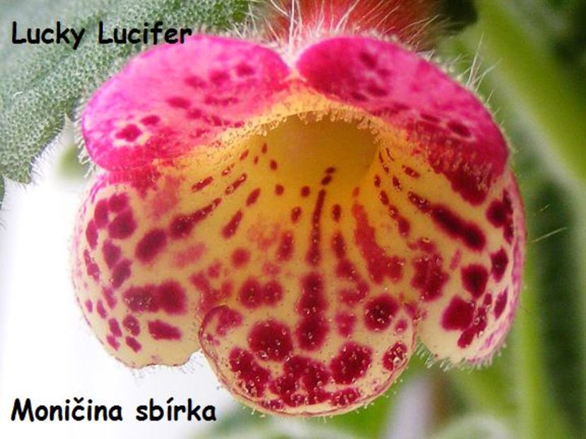 kohleria_Lucky_Lucifer_2009-05-29_03 - K-Lucky Lucifer