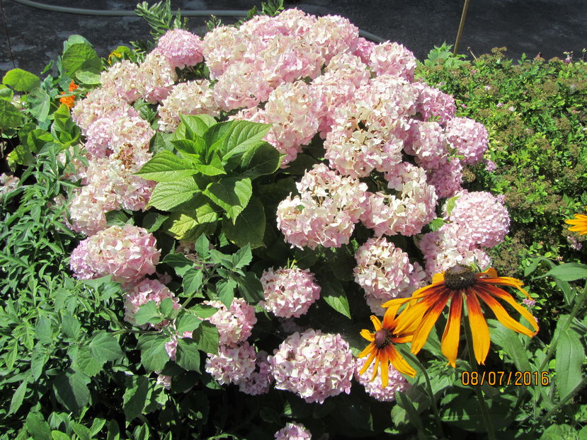  - Flori de gradina-2016-Vara