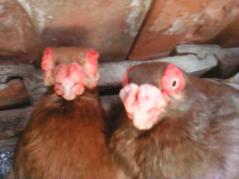 F 2011  M 2015 - B E R B E R I  ---    BARBS  PIGEONS