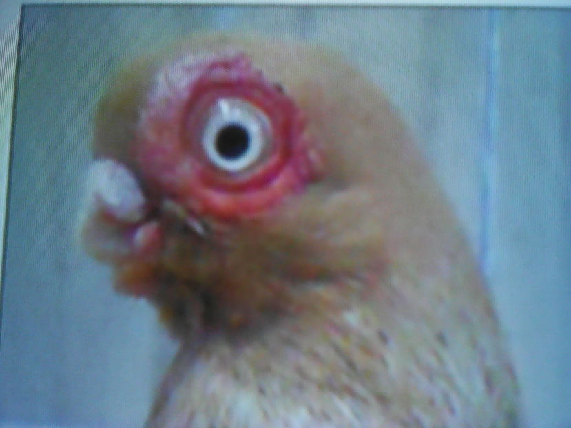 JUCÂTOR  DE PRAGA - SELECTIV