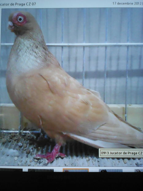 INDIAN JUCĂTOR DE PRAGA - SELECTIV