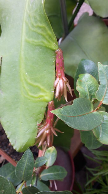  - epiphylum oxipetalum