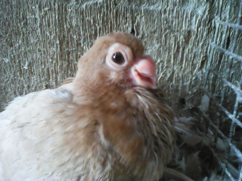 CALITATEA  SE  VEDE  LA  PUIUL   DE  BERBER