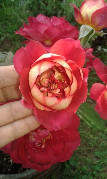  - Trandafiri septembrie 2016