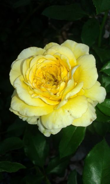  - Trandafiri septembrie 2016