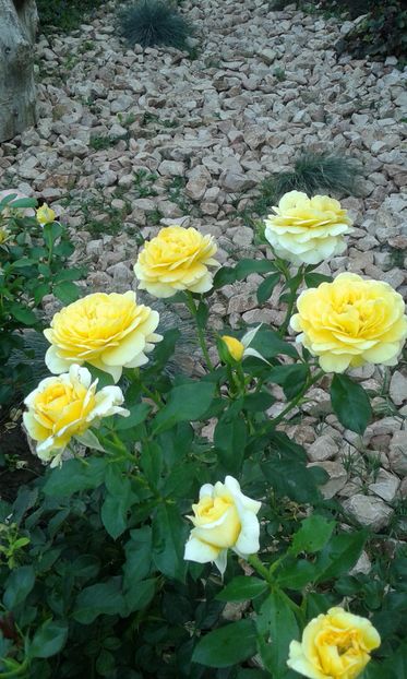  - Trandafiri septembrie 2016