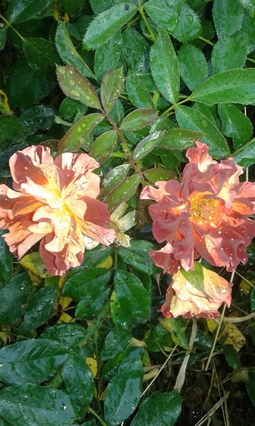  - Trandafiri septembrie 2016