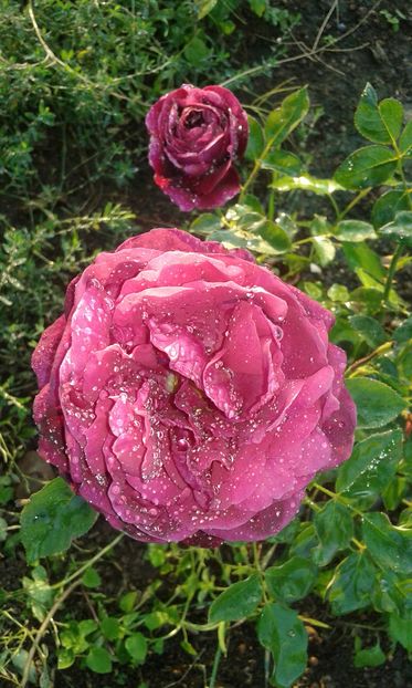  - Trandafiri septembrie 2016