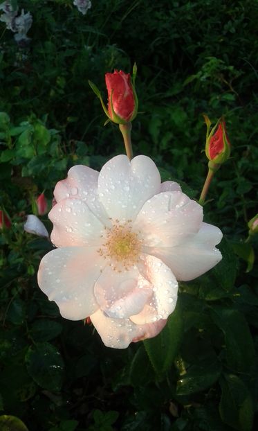  - Trandafiri septembrie 2016