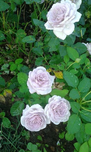  - Trandafiri septembrie 2016