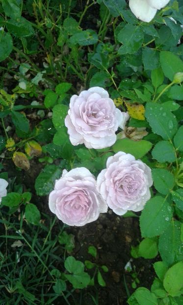  - Trandafiri septembrie 2016