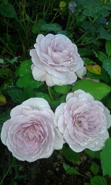  - Trandafiri septembrie 2016