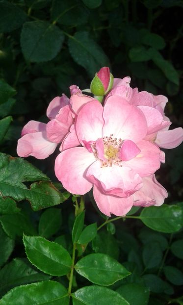  - Trandafiri septembrie 2016