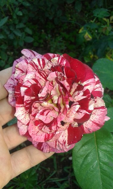  - Trandafiri septembrie 2016