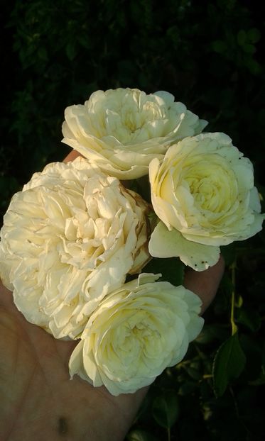  - Trandafiri septembrie 2016