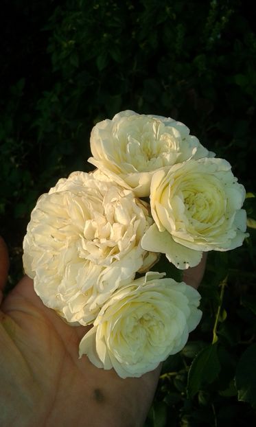  - Trandafiri septembrie 2016