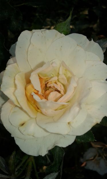  - Trandafiri septembrie 2016