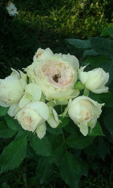  - Trandafiri septembrie 2016