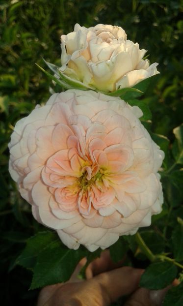  - Trandafiri septembrie 2016