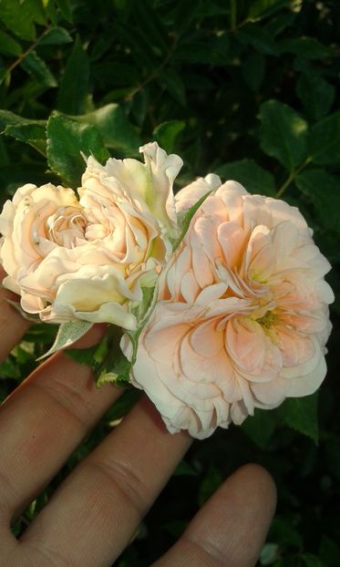  - Trandafiri septembrie 2016