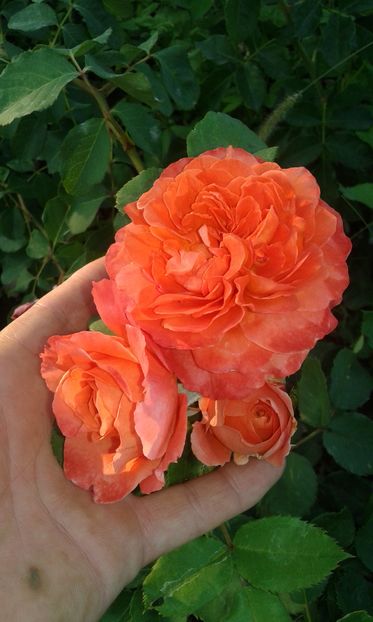  - Trandafiri septembrie 2016