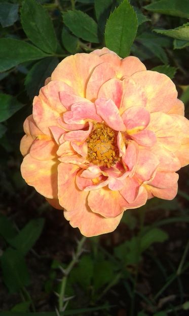  - Trandafiri septembrie 2016