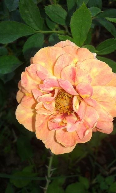  - Trandafiri septembrie 2016