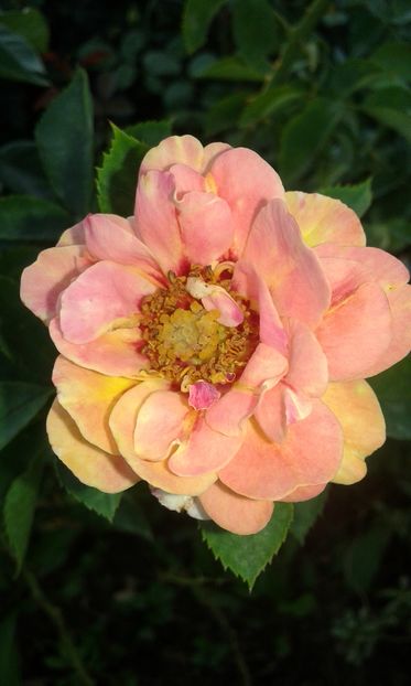  - Trandafiri septembrie 2016