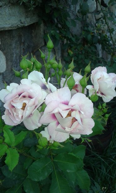  - Trandafiri septembrie 2016