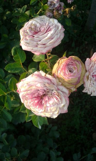  - Trandafiri septembrie 2016