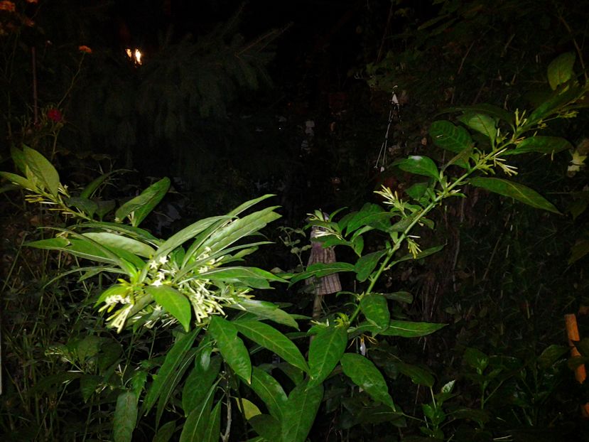  - cestrum nocturnum
