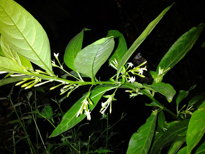  - cestrum nocturnum