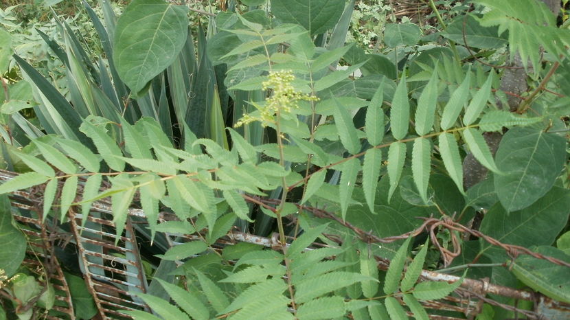 P1010390 - Arbusti ornamentali
