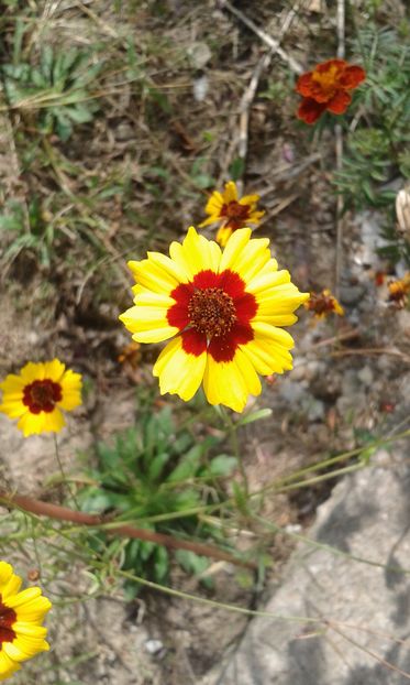 Coreopsis tinctoria - Coreopsis