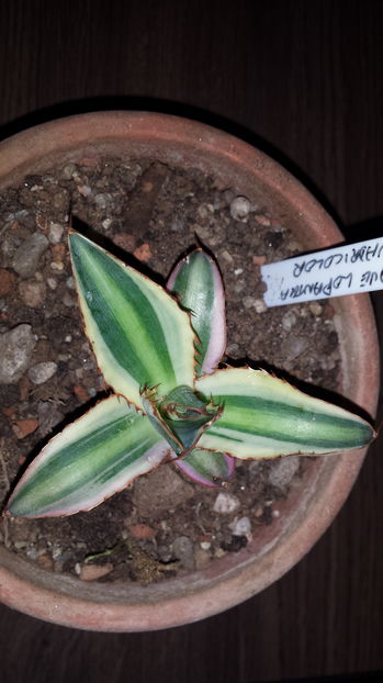 Agave quadricolor - Agave Lophantha